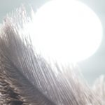 imgp0800_tamron_crop_top