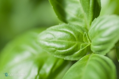 Basilikum