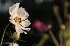 Weiße Blume mit Wildbiene