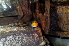 Urbex Bird