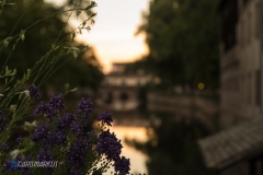Blumen zur goldenen Stunde