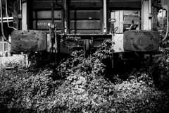 Plant Catches Train